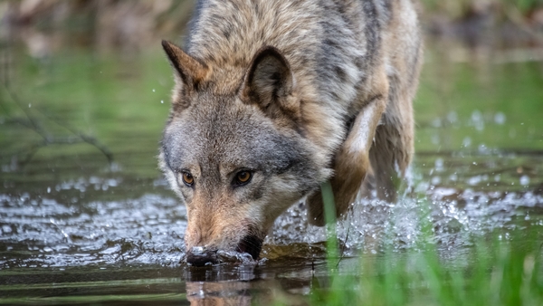 It is believed there are around 20 adult wild wolves in the Netherlands