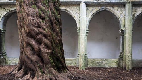 The yew tree in Muckross Abbey, Co Kerry which took Woodsworth's fancy. Photo: Getty Images