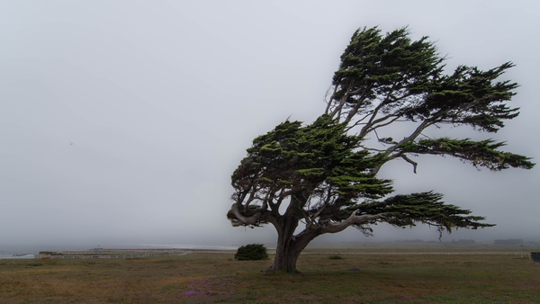 Yellow wind for five counties issued by Met Éireann (stock image)