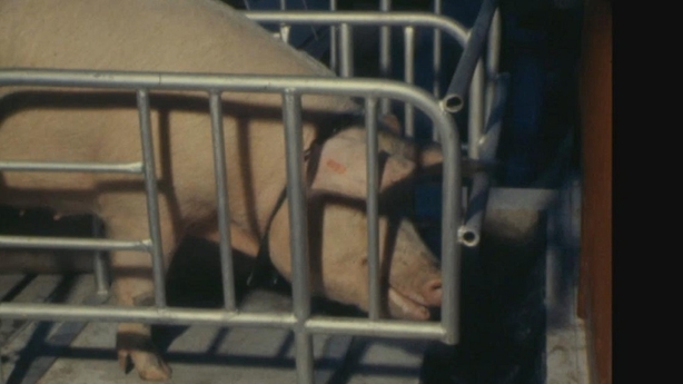 National Pig Fair 1977