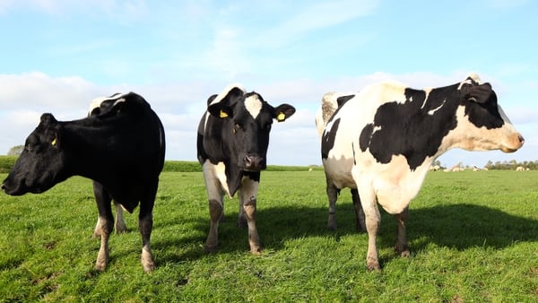 The report found bovine TB rates have risen from a low of 3.27% to 4.37% in cattle since 2015