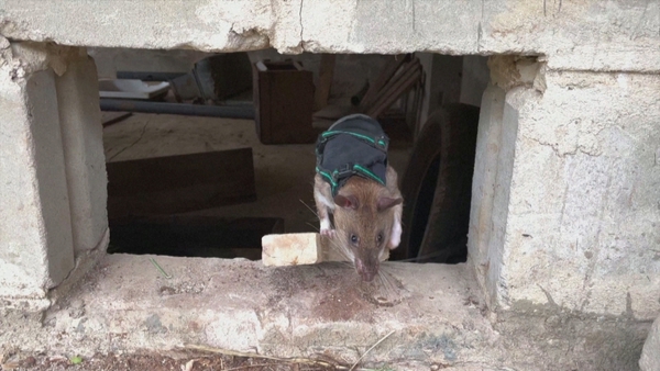 One of the specially-trained African Giant Pouched Rats fitted with the high-tech backpack