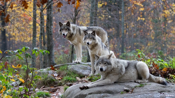 The wolf population has been growing in Europe since conservation and reintroduction programmes were introduced, as well as legal protection for the animals under the Habitats Directive