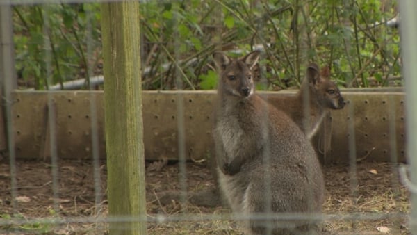 The wallaby, named Joey, has been reunited with his mother in Co Waterford