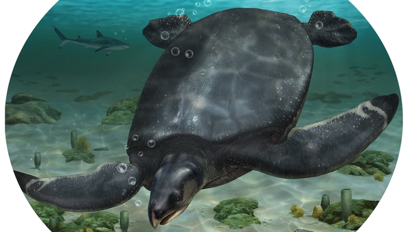 Scientists believe that Leviathanochelys aenigmatica, a new species of ancient turtle that swam the shores of Europe millions of years ago may have been one of the largest sea turtles to have ever lived
