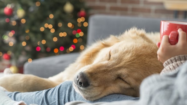 The Christmas season can be an overwhelming time for pets as their home is sent into upheaval.