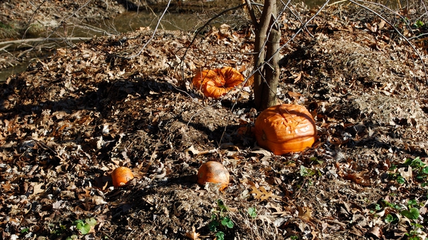 Far from being of benefit to wild creatures, discarded Halloween pumpkins are actually a menace, particularly to smaller animals going into hibernation (stock image)