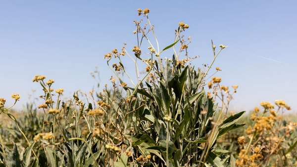 Guayule is a plant that grows in the desert which could be used for sustainable tyre production