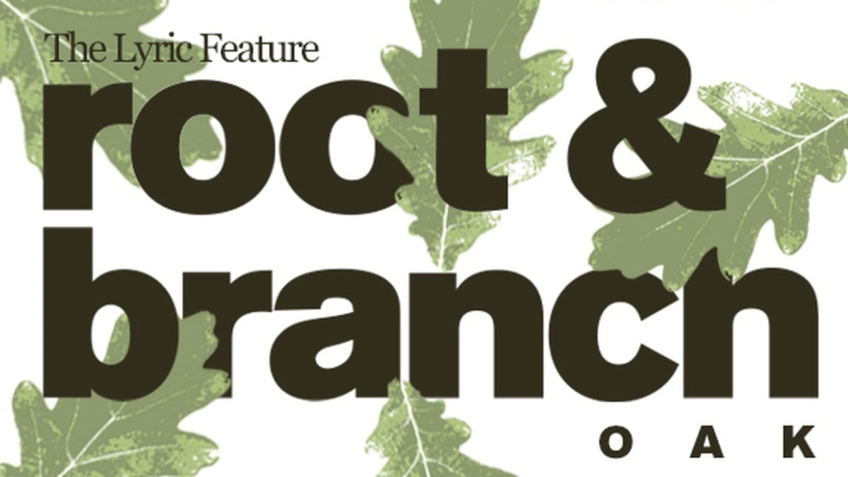 Root and Branch: Episode 6 - Oak | The Lyric Feature Root and Branch: Episode 6 - Oak | The Lyric Feature