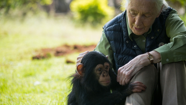 Dr Jane Goodall said the years she spent living with chimpanzees in a Tanzanian forest taught her to see the ecosystem as a beautiful living tapestry (File pic)