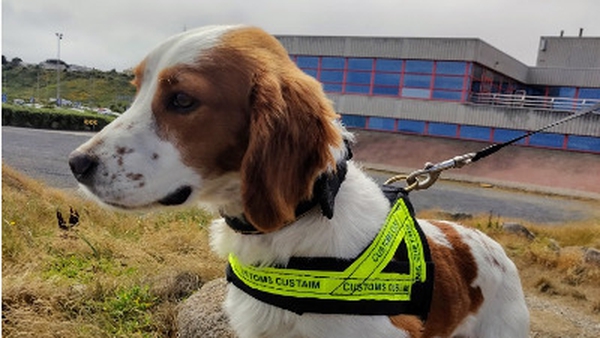 Chewing tobacco, branded 'Makla', was also seized with the assistance of detector dog Gus at Dublin Airport