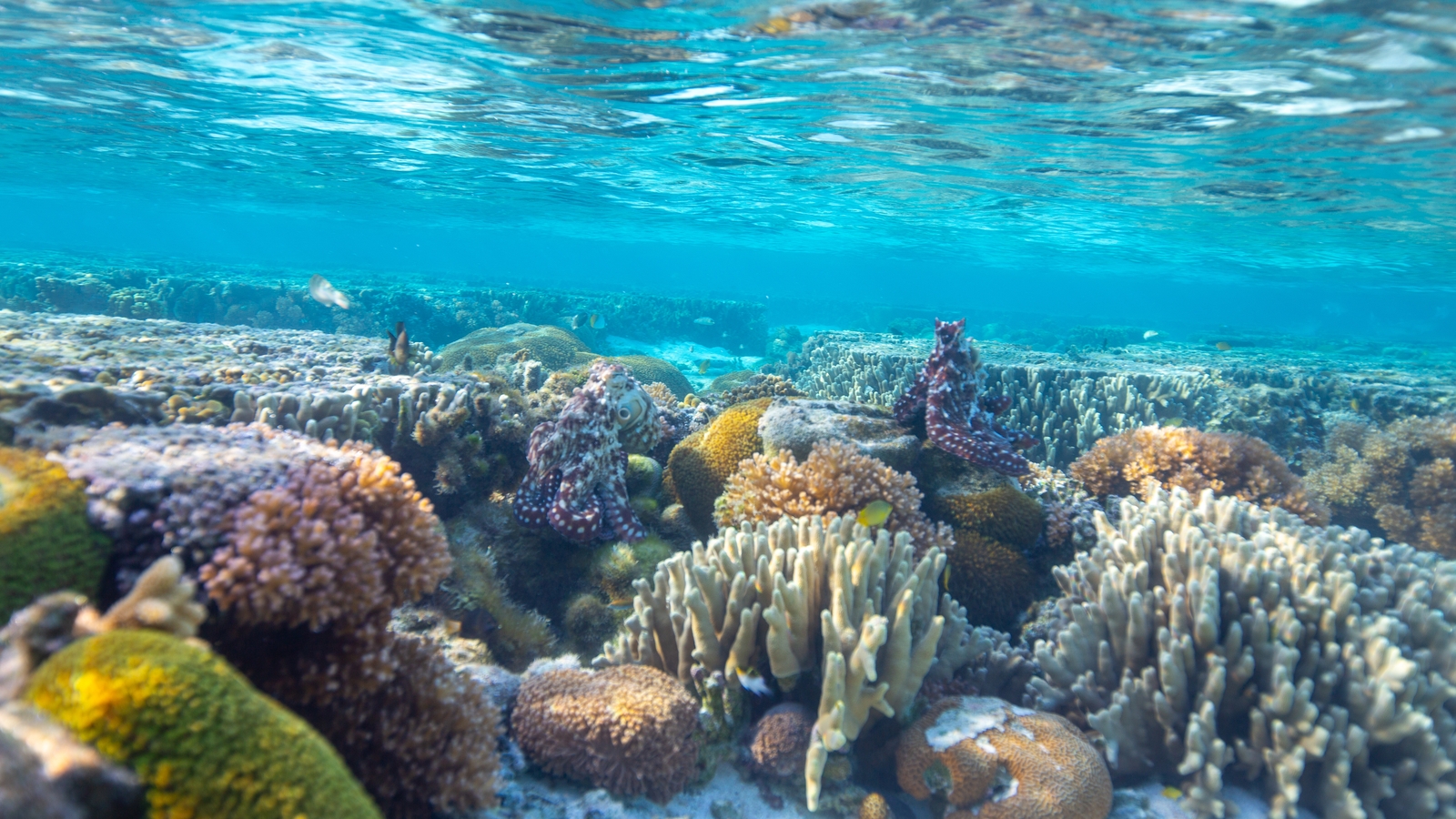 Man Killed by Shark While Spearfishing on Great Barrier Reef