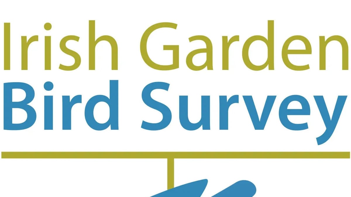 Irish Garden Bird Survey Mooney Goes Wild RTÉ Radio 1