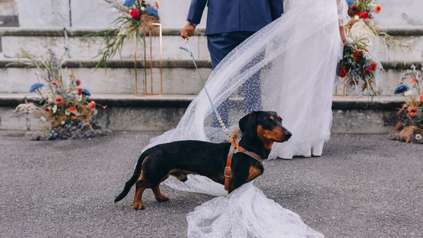 Here comes the bride... and her pup.