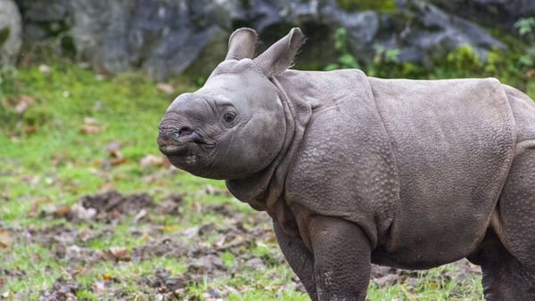 Fota Wildlife Park announced the name of the ten-week-old Indian rhino calf, as Jai, which means victory or triumph