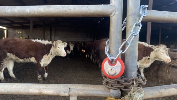 In a recent theft, five pedigree Hereford cows were stolen from Mary Joe Kissane's farm in north Kerry