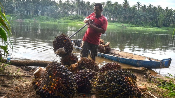 A worker loads palm oil fruits on to a boat for transportation from plantations along the Kampar River in Indonesia