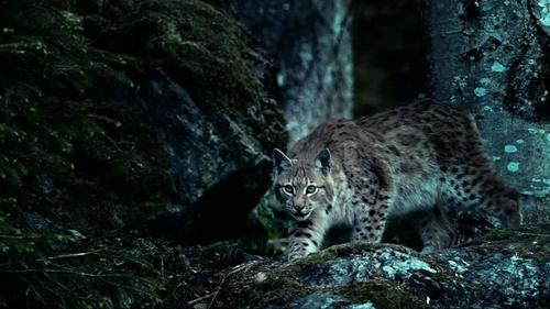 An cat fiáin Lynx