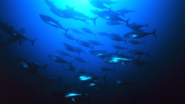 Atlantic blue fin tuna