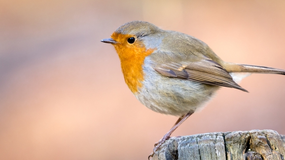 Robin on fence post (Getty Images)