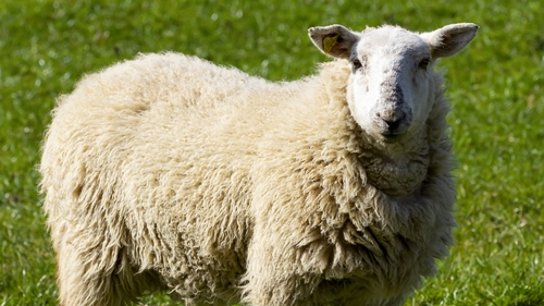 Dozens of sheep killed after dog attack in Tipperary