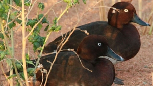 Madagascar Pochard: the duck that came back from the dead