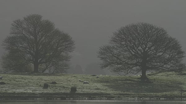 Two ancient oak trees and seven sleepy sheep at dawn on Variant's island, Lough Arrow, Co Sligo. Photo: Nutan/Gamma-Rapho via Getty Images