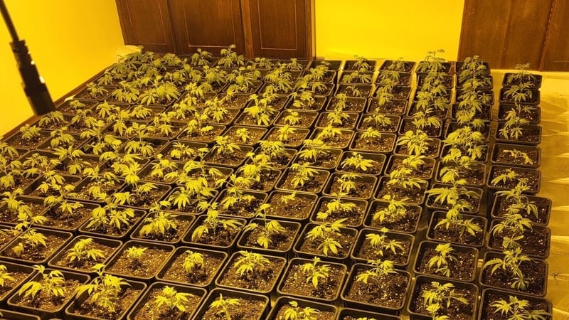 Man Charged After €384k In Cannabis Plants Seized