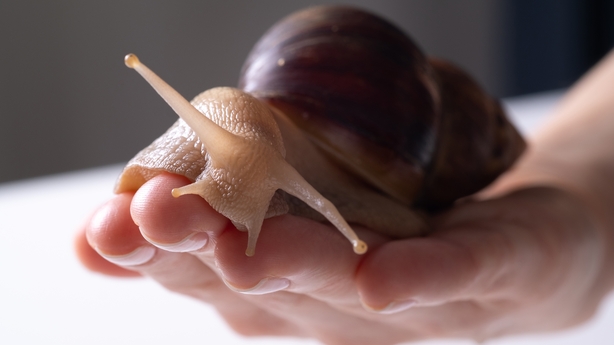 Let's Dive In: How does a snail grow its shell?