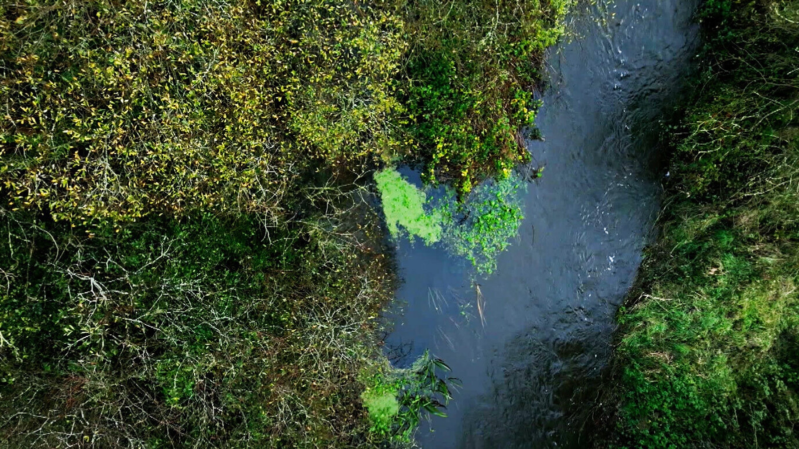 Image - Pollutants in the waters are promoting lush growth of vegetation.