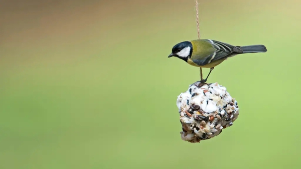 Nuts, Christmas cake and roast potatoes could all go in the mix, experts say. By Hannah Stephenson.