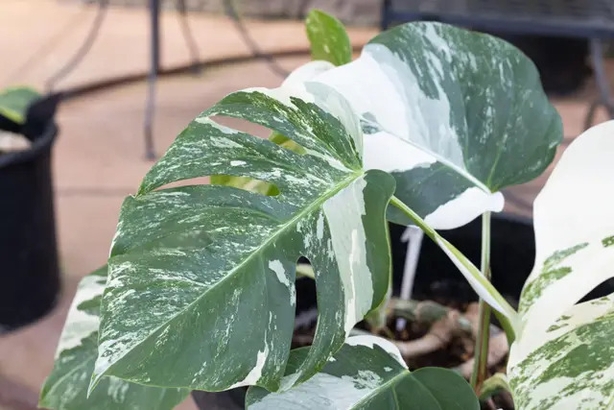 Monstera deliciosa 'Albo-Variegata' (Alamy/PA)