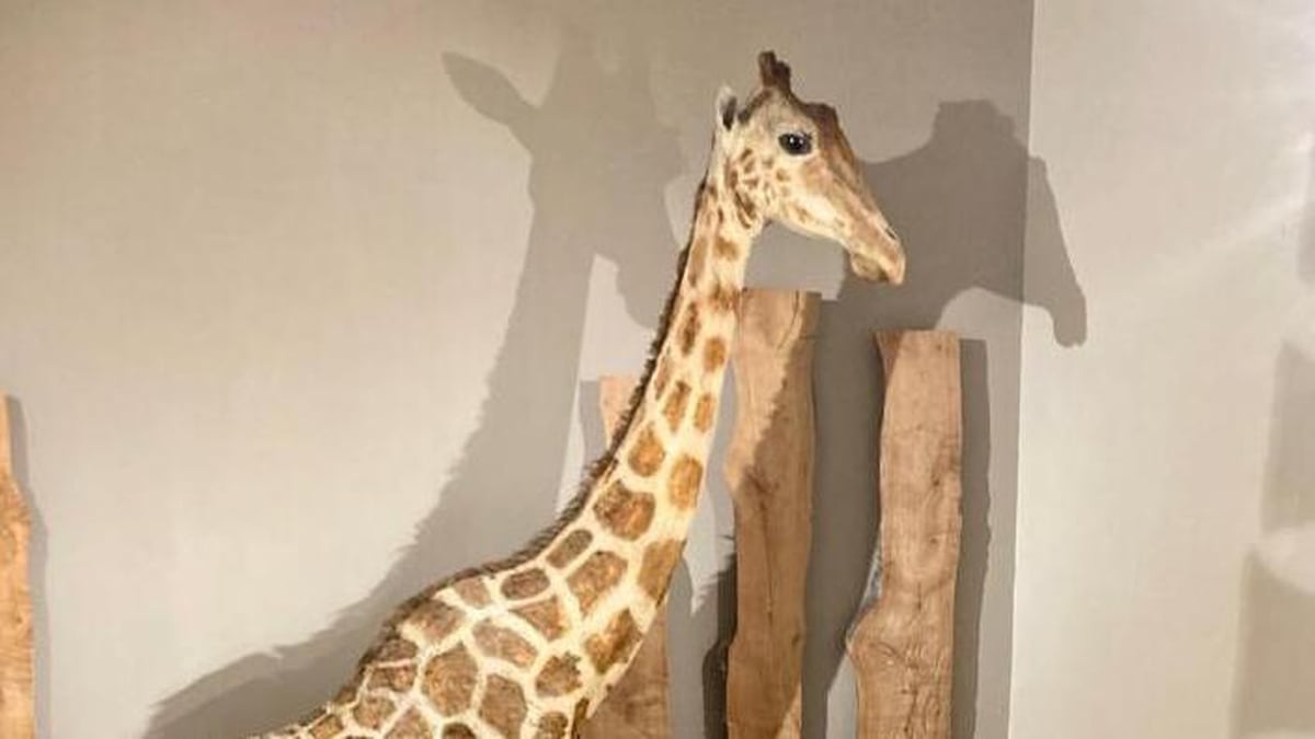 Zarafa The Giraffe