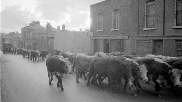 Welcome to Cowtown. Cattle on the streets of Dublin in the 1950s. Photo: RTÉ Stills Library