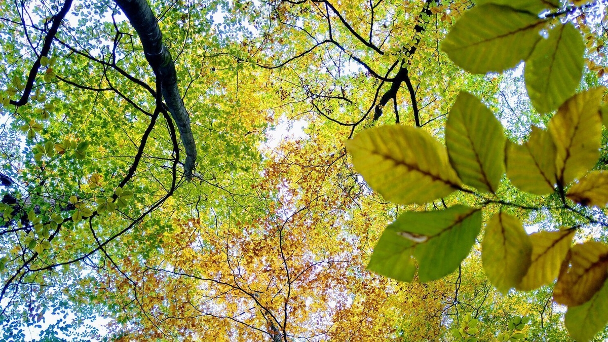 Forest Bathing The Ryan Tubridy Show RTÉ Radio 1