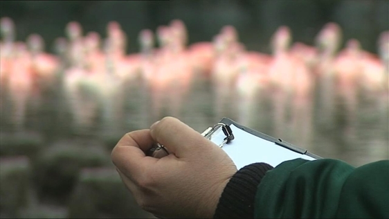 Counting flamingoes at Dublin Zoo (2008)