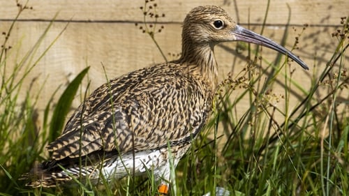 Curlew population is impacted by habitat loss and pollution