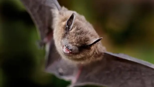 A common pipistrelle bat (Alamy/PA)