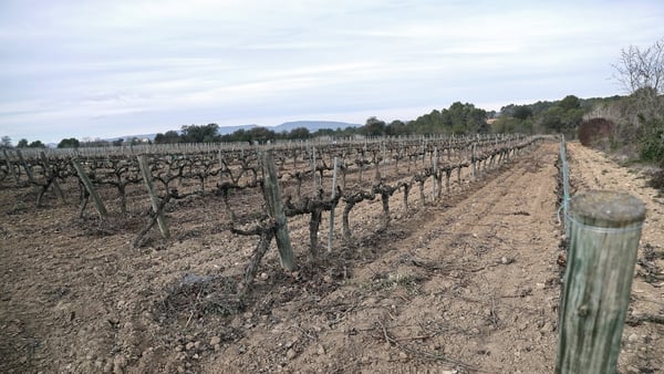A drought-hit vineyard in Catalonia yesterday