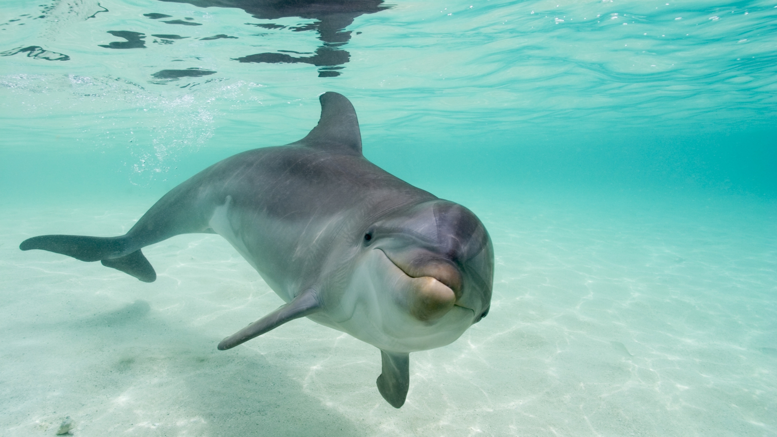 Dolphins have to 'shout' to hear each other over noise pollution