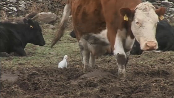 A Cattle Egret on the farm in County Kerry, 2008.