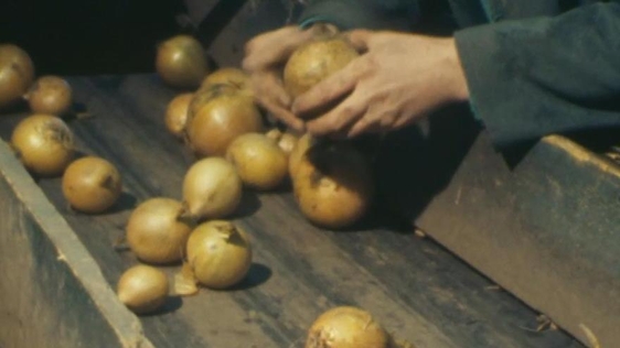 Onion Growing (1978)