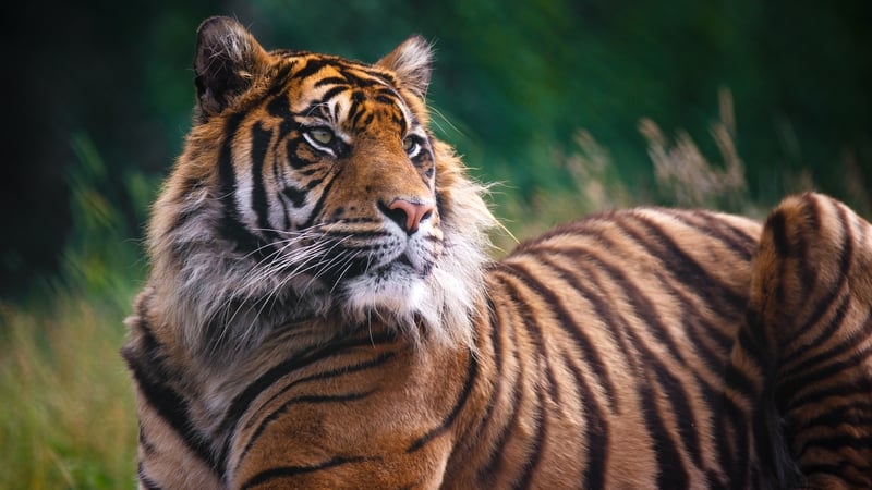 Fugitive tiger euthanised in South Africa after attacks