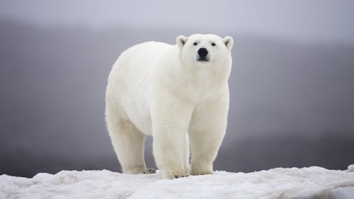 Polar bear attacks are extremely rare (file pic)