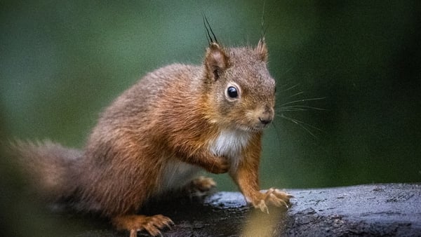 There has been a decline in red squirrel numbers in Ireland