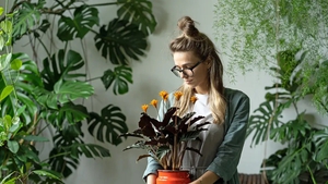 The best houseplants to boost your wellbeing