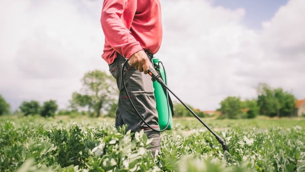Glyphosate is the active ingredient in hundreds of commonly used weed killers (stock image)