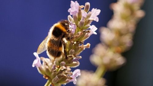 The European Commission estimates that pollinators contribute around €5 billion a year to the bloc's food production
