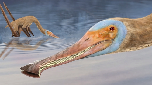 A new species of pterosaur, the Balaenognathus maeuseri, with more than 400 teeth has been discovered in Germany