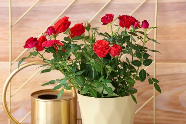 Potted rose and watering can (Alamy/PA)